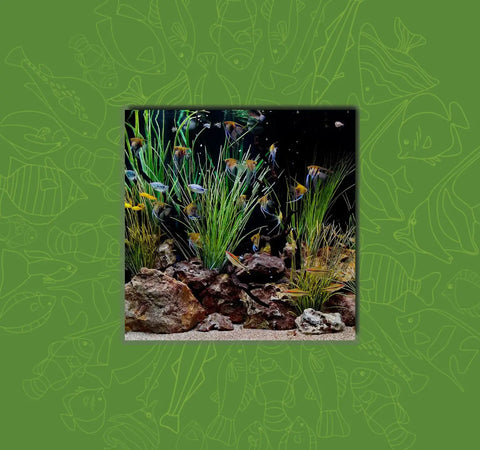 2025: The Perfect Time to Start Breeding Aquarium Fish