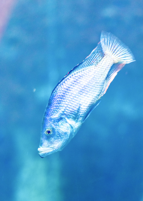 Common Mistakes Every Aquarist Should Avoid