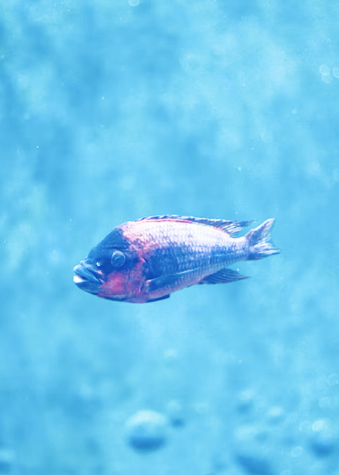 The Art of Aquatic Plant Care: Tips for Thriving Underwater Gardens