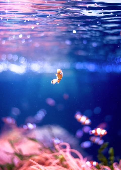 Top 10 Freshwater Fish for Your Home Aquarium