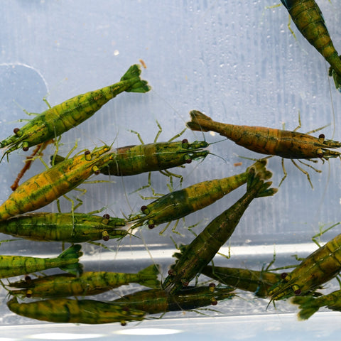 Neocaridina Green Jade Extreme shrimp