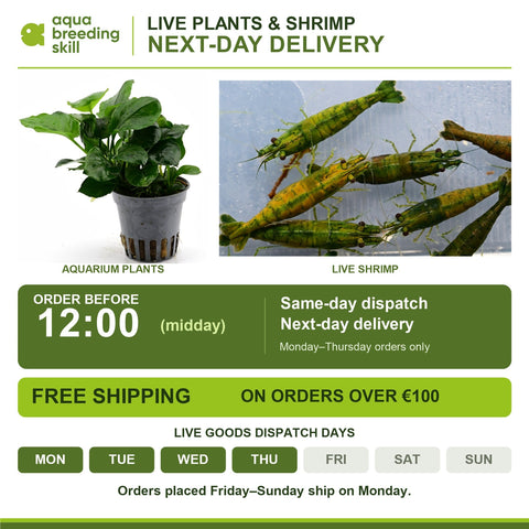 Live plants and shrimp: next-day delivery. Order before 12:00 Monday to Thursday, free shipping over 100 EUR