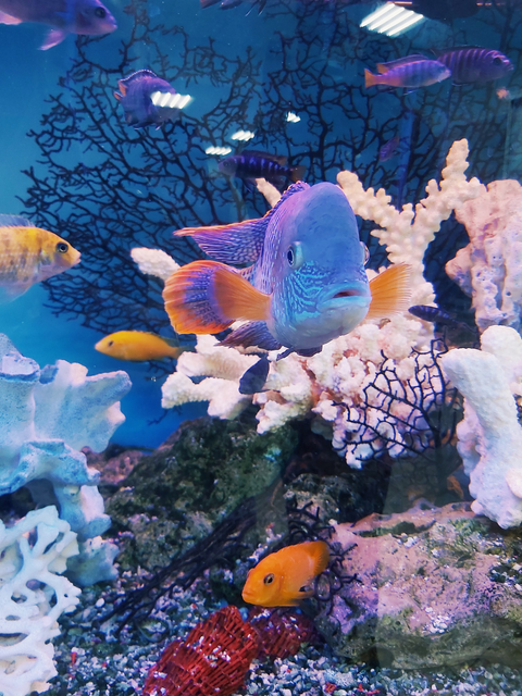 The Ultimate Guide to Aquarium Filtration Systems