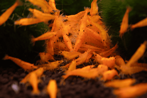 Camarão Orange Sakura (Neocaridina davidi «Orange Sakura») – camarão de aquário