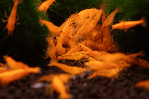 Camarão Orange Sakura (Neocaridina davidi «Orange Sakura») – camarão de aquário