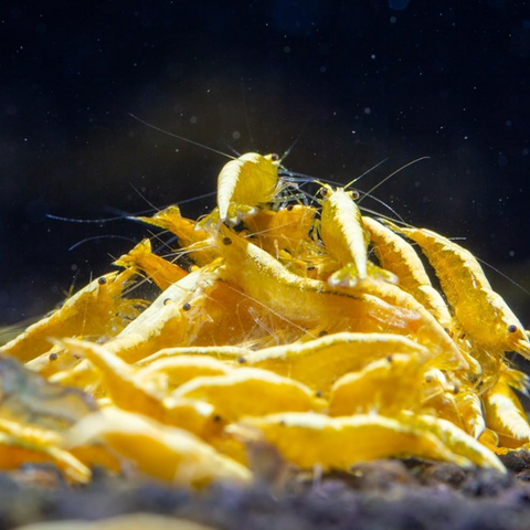 Yellow Crested Cream - Live Shrimp for Aquarium - Dwarf Neocaridina Shrimp