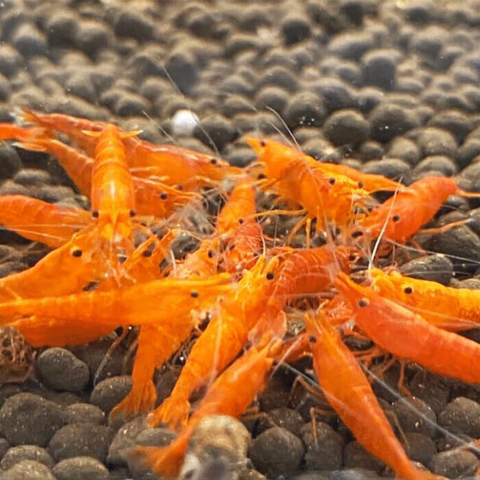 Camarão Orange Sakura (Neocaridina davidi «Orange Sakura») – camarão de aquário