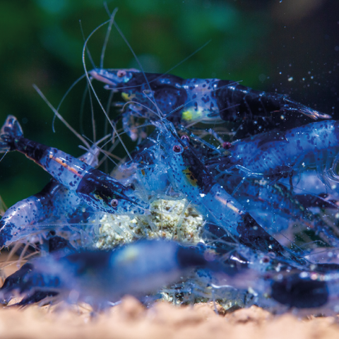 Neocaridina Blue Rilli 1-1,5 cm – gamba de acuario