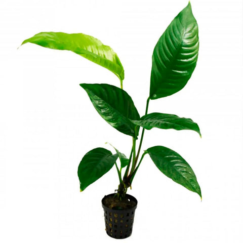 Anubias Heterophylla – Live Aquarium Plant (10 cm) for Freshwater Tanks