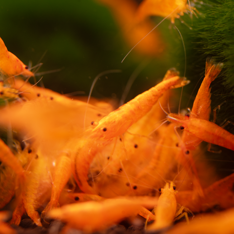 Camarão Orange Sakura (Neocaridina davidi «Orange Sakura») – camarão de aquário