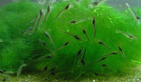 Caridina Japonica Amano Shrimp, set of 5 – The algae eater in the aquarium, ideal for shrimp complete set