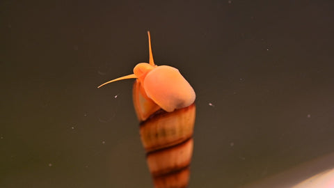 Orange Tylomelania (Poso-Garnele, Felsen-Garnele)