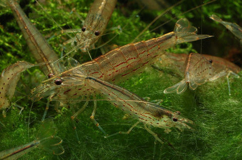 Caridina Japonica Amano Shrimp, set of 5 – The algae eater in the aquarium, ideal for shrimp complete set