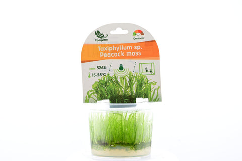 Erect Moss Vesicularia reticulata in vitro – planta de aquário