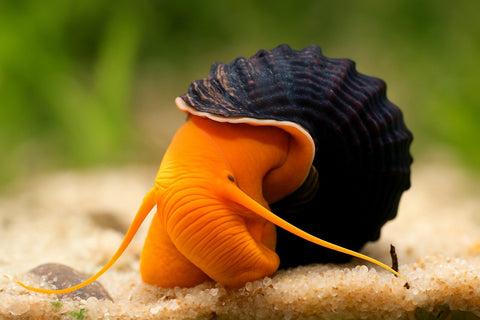 Orange Tylomelania (Poso-Garnele, Felsen-Garnele)