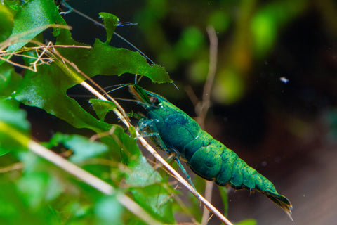 Gamberetti Neocaridina Green Jade (Neocaridina davidi "Green Jade") – gamberetto d'acquario
