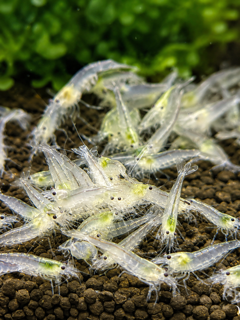 Caridina Japonica Amano SNOW 1-1,5 cm, criadas en cautividad: gamba de acuario viva de Aqua Breeding Skill