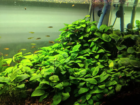 Anubias nana – Live Freshwater Aquarium Plant