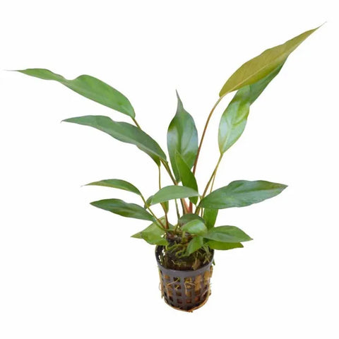 Anubias Lanceolata – Live Aquarium Plant (15 cm) for Freshwater Tanks