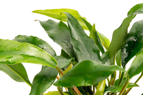 Anubias Minima – Live Aquarium Plant (15 cm) for Freshwater Tanks