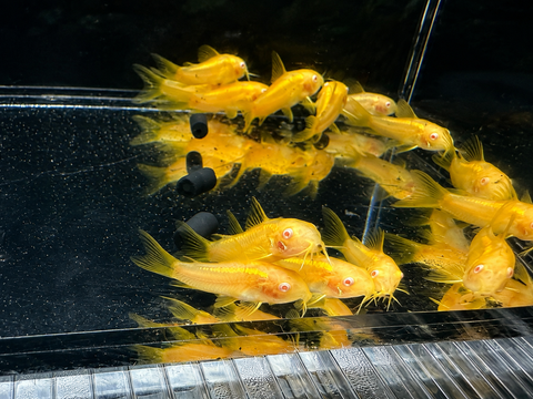 Corydoras CW010 Gold Laser Albino: pez de acuario vivo de Aqua Breeding Skill