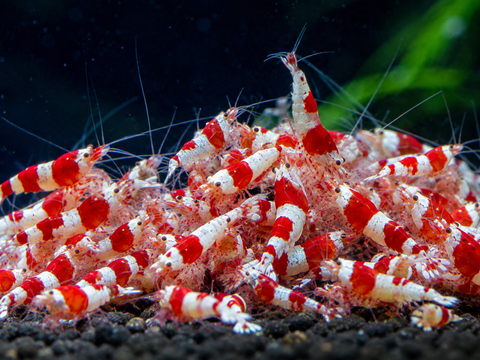 Gamba Red Crystal: gamba de acuario viva de Aqua Breeding Skill