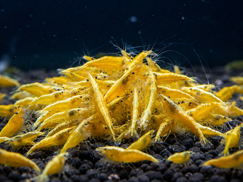 Gamba Golden Top: gamba de acuario viva de Aqua Breeding Skill