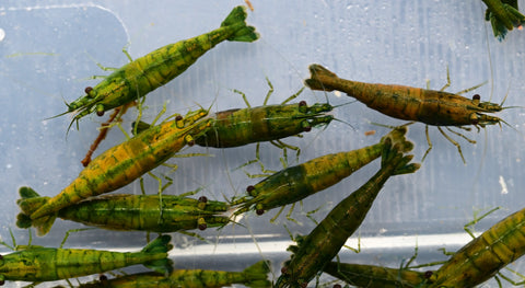 Gamba Neocaridina Green Jade Extreme