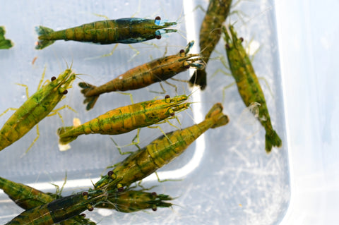 Gamba Neocaridina Green Jade Extreme