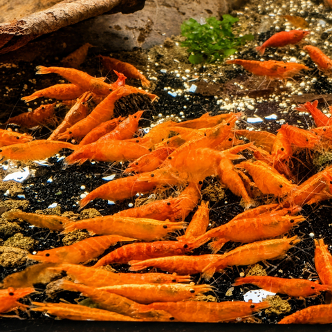 Gamba Orange Bloody SuperB: gamba de acuario viva de Aqua Breeding Skill