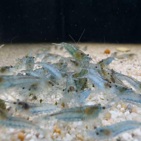 Gamba Blue Jelly: gamba de acuario viva de Aqua Breeding Skill