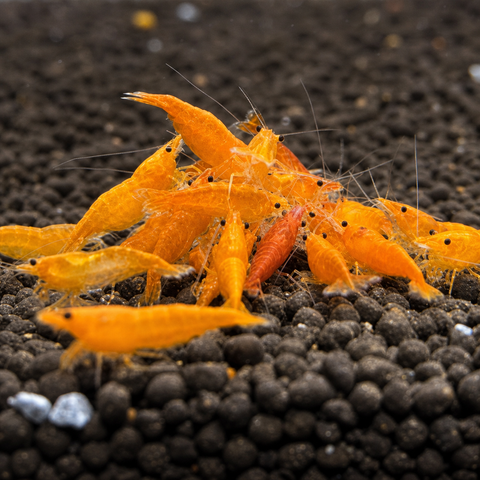 Gamba Orange Sunkist: gamba de acuario viva de Aqua Breeding Skill