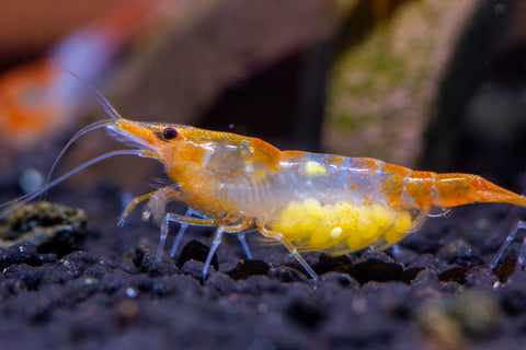 Neocaridina Orange Rilli, tamanho 1–1,5 cm – camarão de aquário