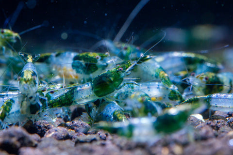 Neocaridina Green Rilli 1-1,5 cm – gamba de acuario