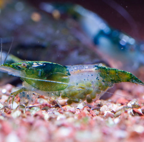 Neocaridina Green Rilli 1-1,5 cm – gamba de acuario