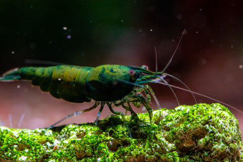 Gamba Neocaridina Green Jade Extreme