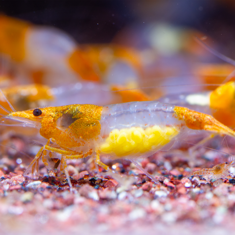 Neocaridina Orange Rilli, tamanho 1–1,5 cm – camarão de aquário