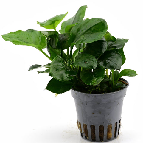 Anubias barteri var. Coin Leaf em vaso: planta de aquário viva da Aqua Breeding Skill