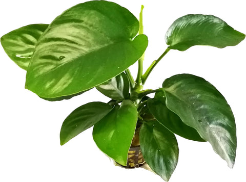 Anubias barteri var. Barteri – Live Aquarium Plant (10 cm) for Freshwater Tanks
