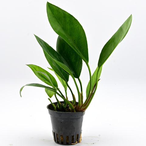 Anubias Congensis Round en maceta: planta de acuario viva de Aqua Breeding Skill