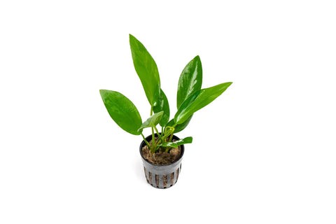 Anubias Hastifolia – Live Aquarium Plant (10 cm) for Freshwater Tanks