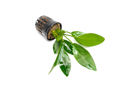 Anubias Hastifolia – Live Aquarium Plant (10 cm) for Freshwater Tanks