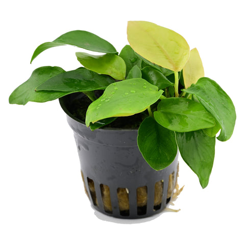 Anubias Nana Gold en maceta: planta de acuario viva de Aqua Breeding Skill