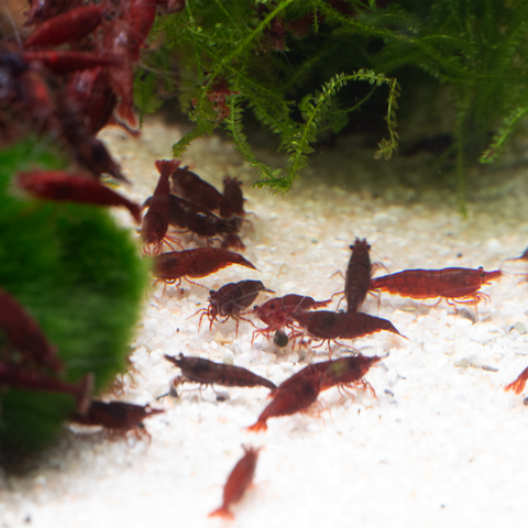 Gamba Bloody Mary, gamba enana Neocaridina viva para acuario – gamba de acuario