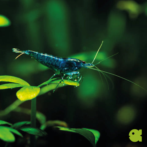 Gamba Blue Sapphire (Neocaridina davidi “Blue Sapphire”) – gamba de acuario