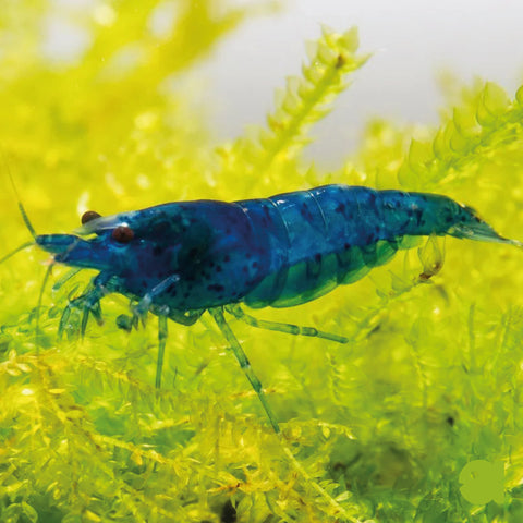 Gamba Blue Sapphire (Neocaridina davidi “Blue Sapphire”) – gamba de acuario