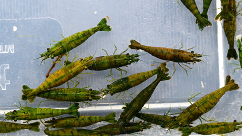 Neocaridina Green Jade Extreme shrimp — new arrival at Aqua Breeding Skill
