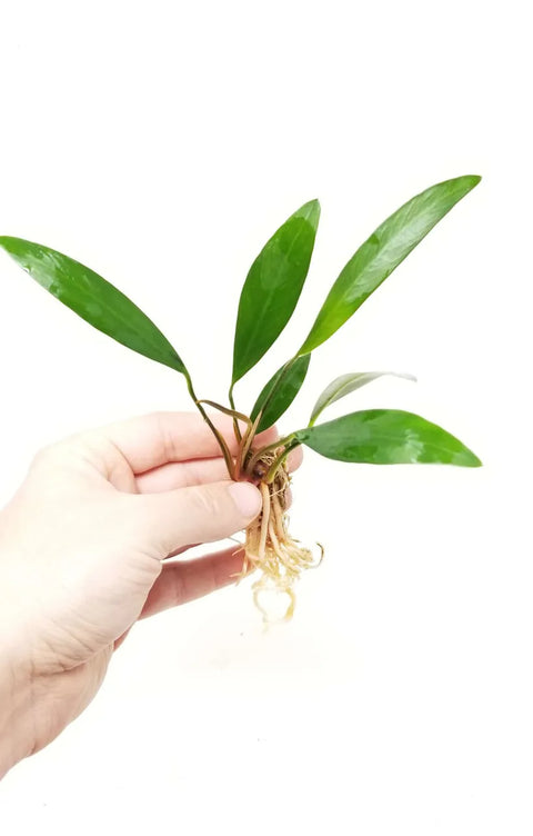 Anubias Lanceolata – Live Aquarium Plant (15 cm) for Freshwater Tanks