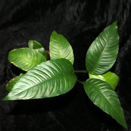 Anubias Heterophylla – Live Aquarium Plant (10 cm) for Freshwater Tanks