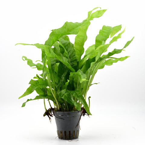Microsorum Pteropus Java Fern in vaso: pianta d'acquario viva di Aqua Breeding Skill